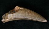 Tyrannosaur Tooth - Great Preservation #15344-2